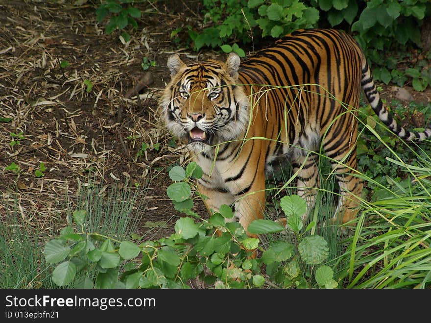 Tiger is between some bushes