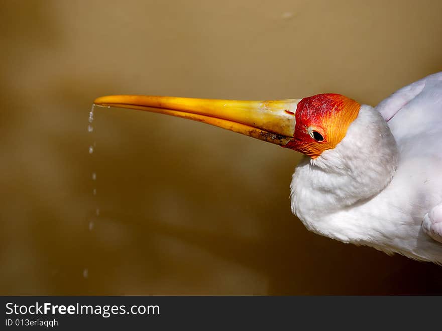 yellow billed stork drinking