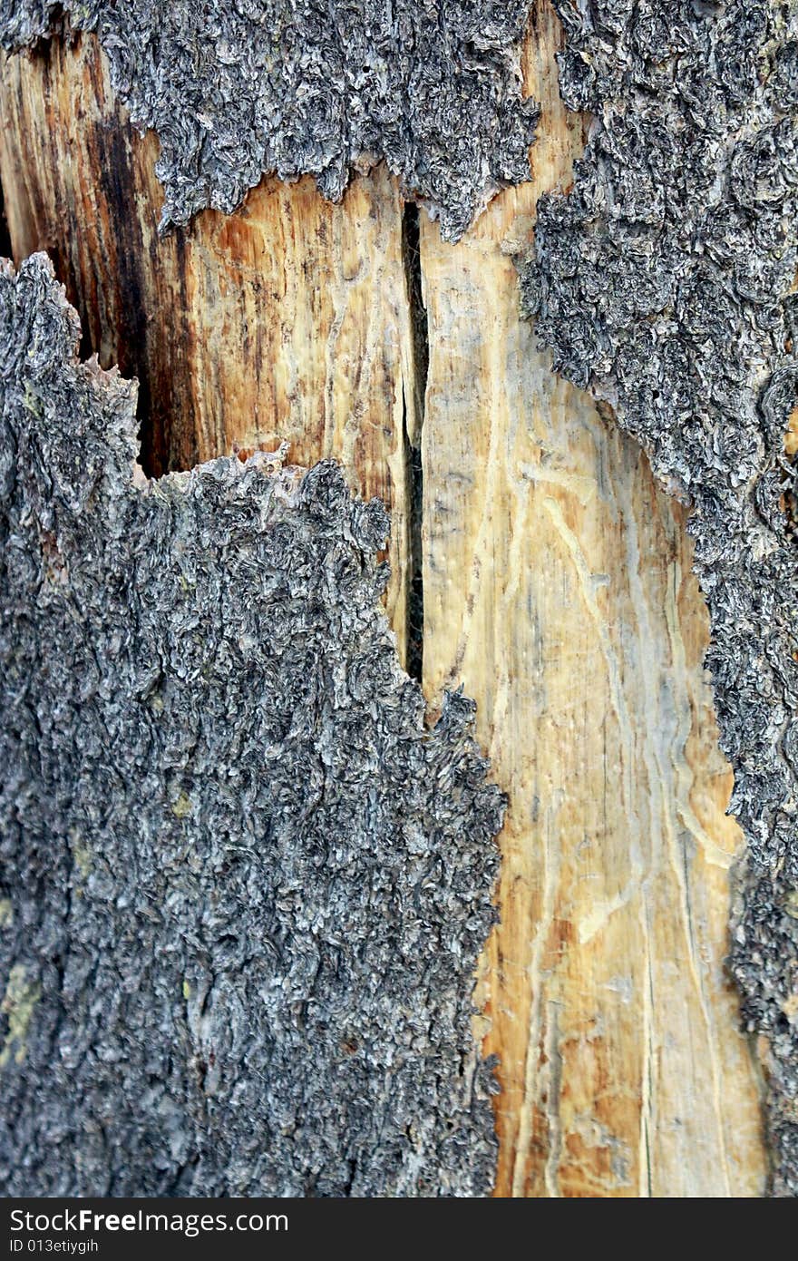 The twisted and broken bark of a high desert pine tree.  Sierra Nevada Mountain range, California.