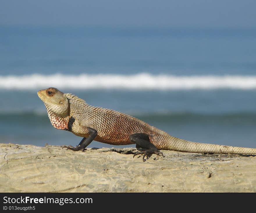 Chameleon near the ocean