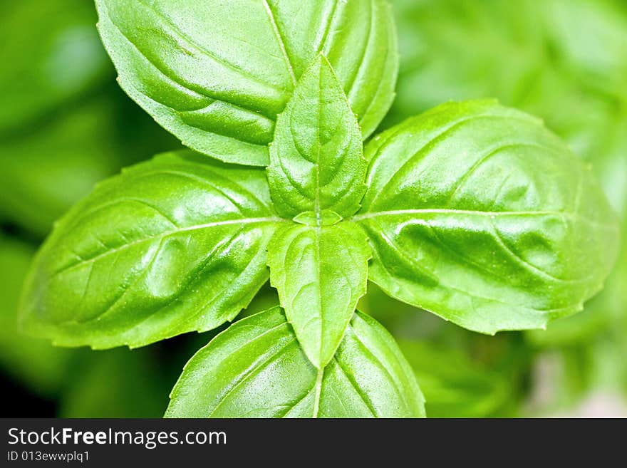 Basil leaves