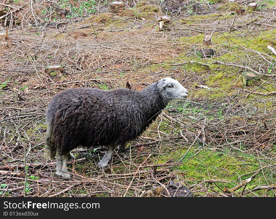 Herdwick Sheep