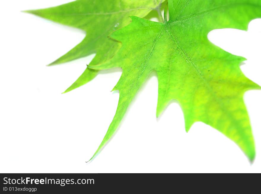 Green autumn leaves isolated on white. Green autumn leaves isolated on white