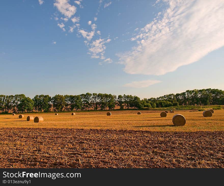 The Field