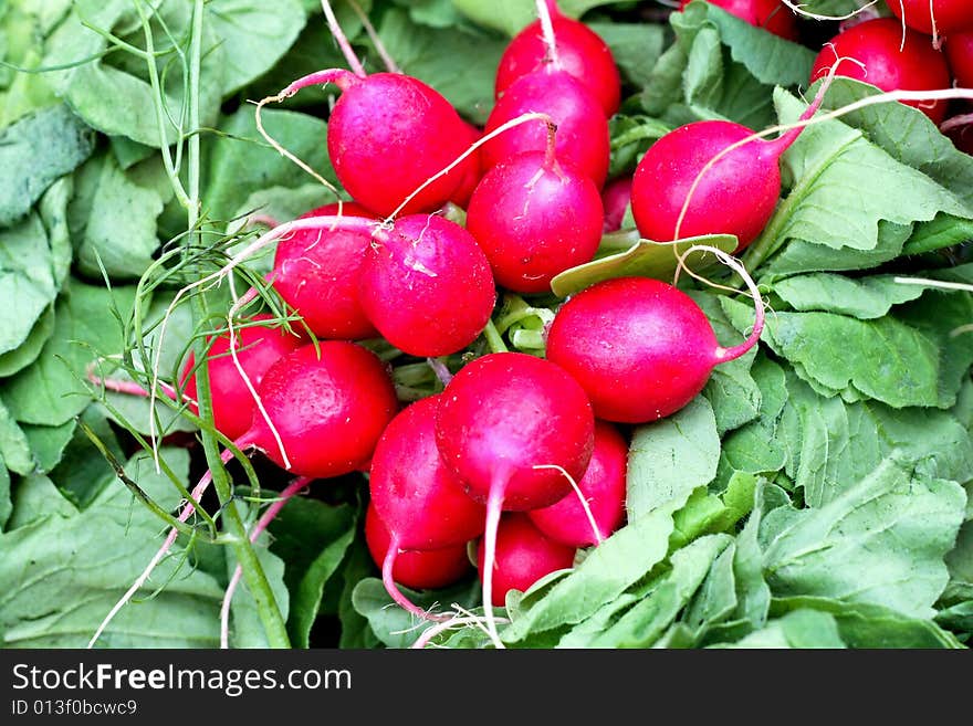 Fresh red radish vegetables in green leaves