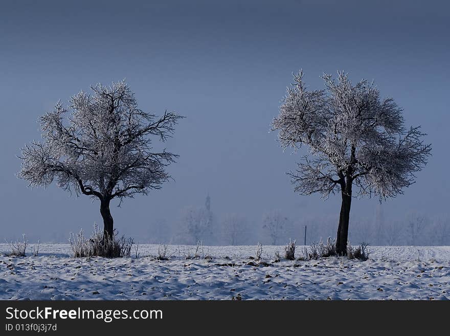 Trees in the snow