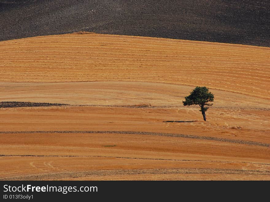 A Tree In Goldland