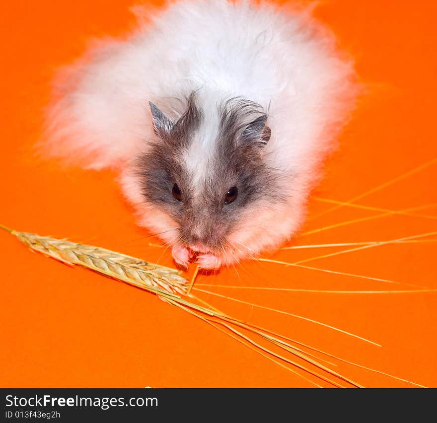 White little Hamster eat over orange background