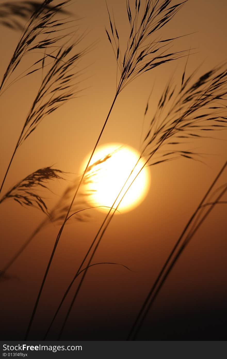 Plant silhouette