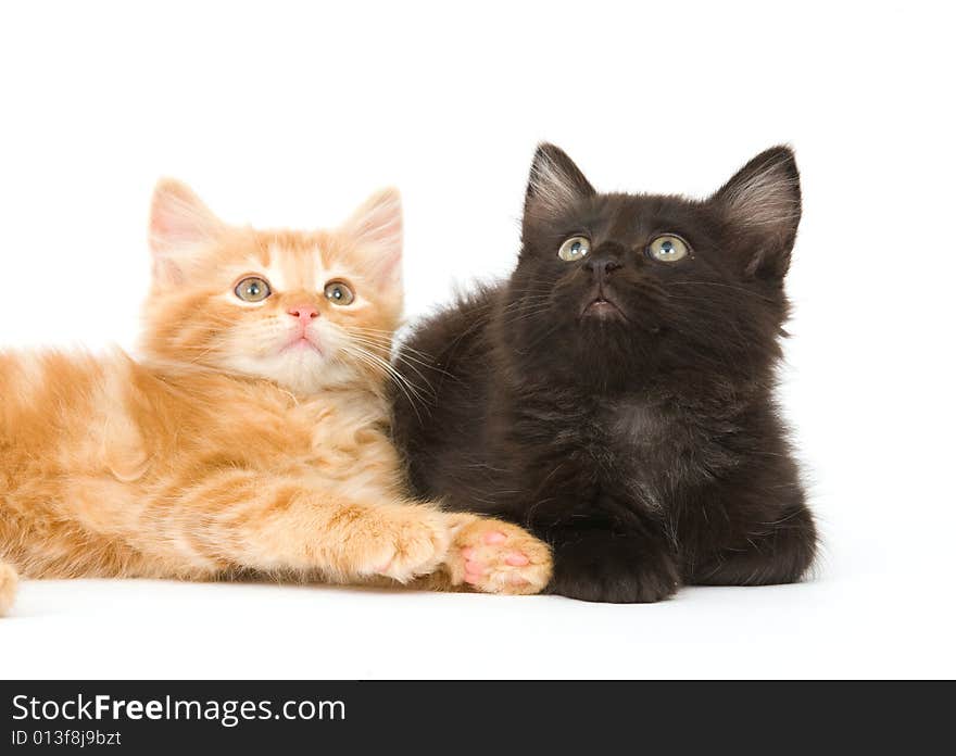 A yellow and black kitten sitting next to each other on a white background