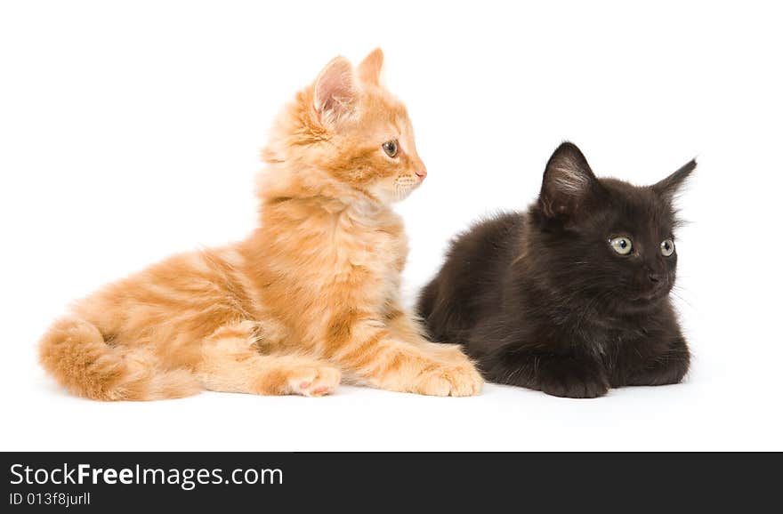 A yellow and black kitten sitting next to each other on a white background