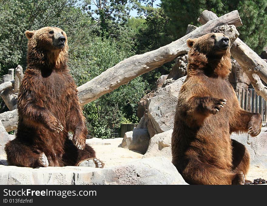 Wild life, cute couple of bears