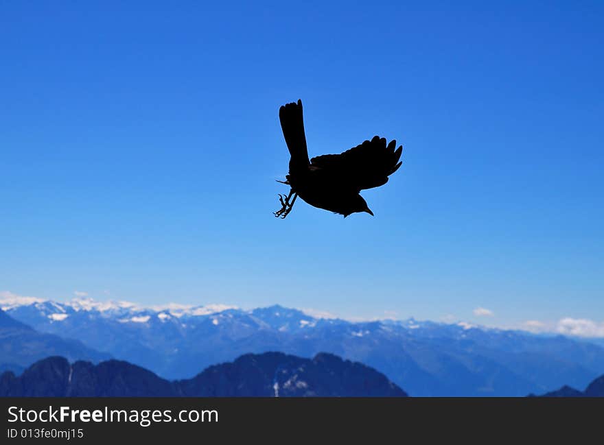 Bird flying on the Alps