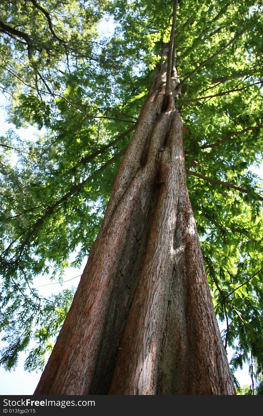 This image was taken of a tree from the ground to show depth of field. This image was taken of a tree from the ground to show depth of field