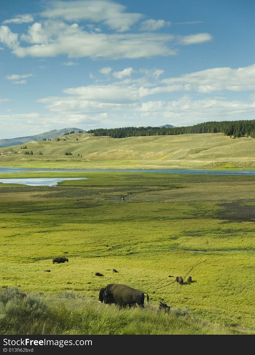 Bison In Lamar Valley