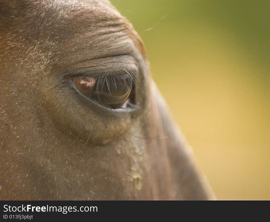 Horse eye close-up on natural background.