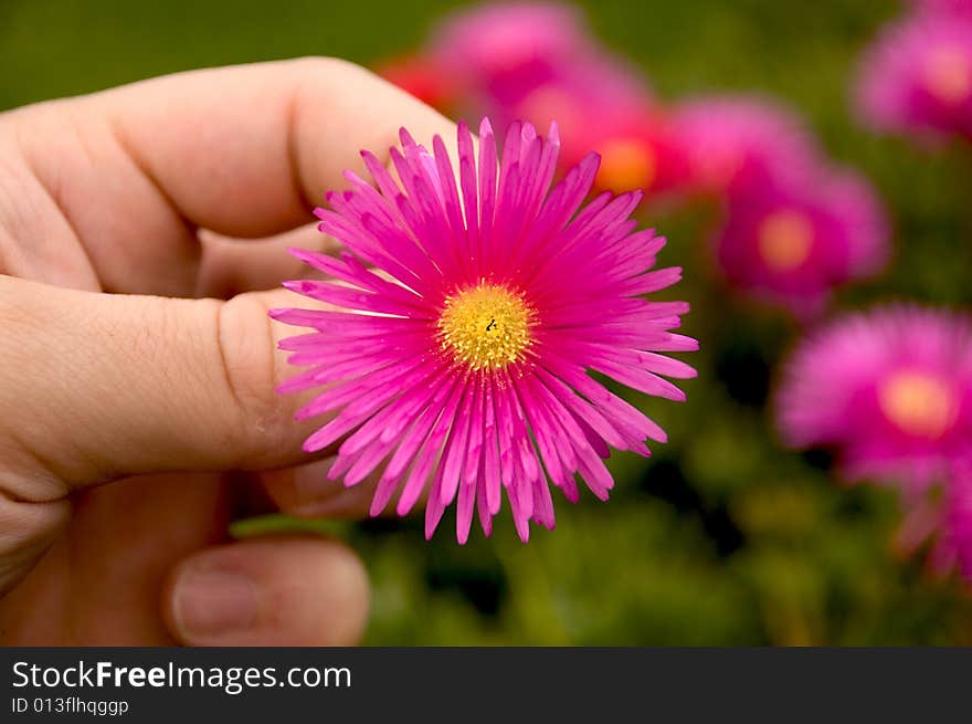 Closeu-up of a beautiful flower