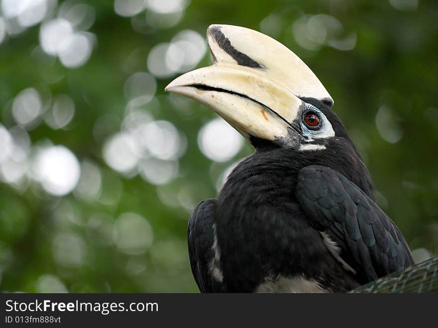 Oriental Pied Hornbill