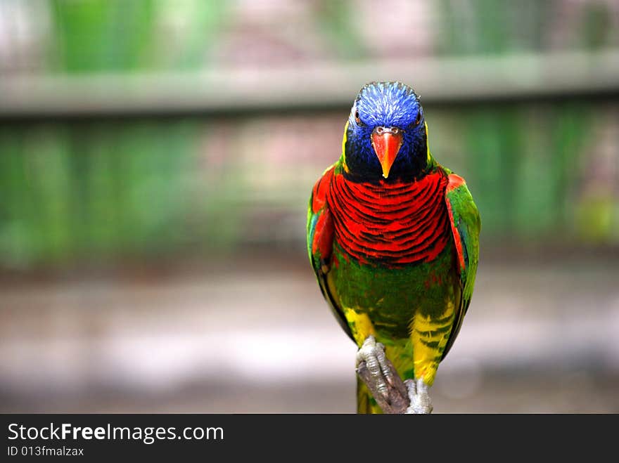 A parrot standing on top of a branch. This image was taken at KL bird park. A parrot standing on top of a branch. This image was taken at KL bird park.