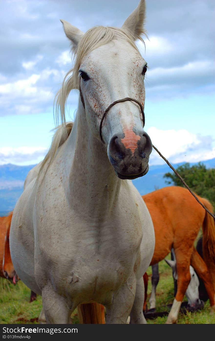 White horse on the field