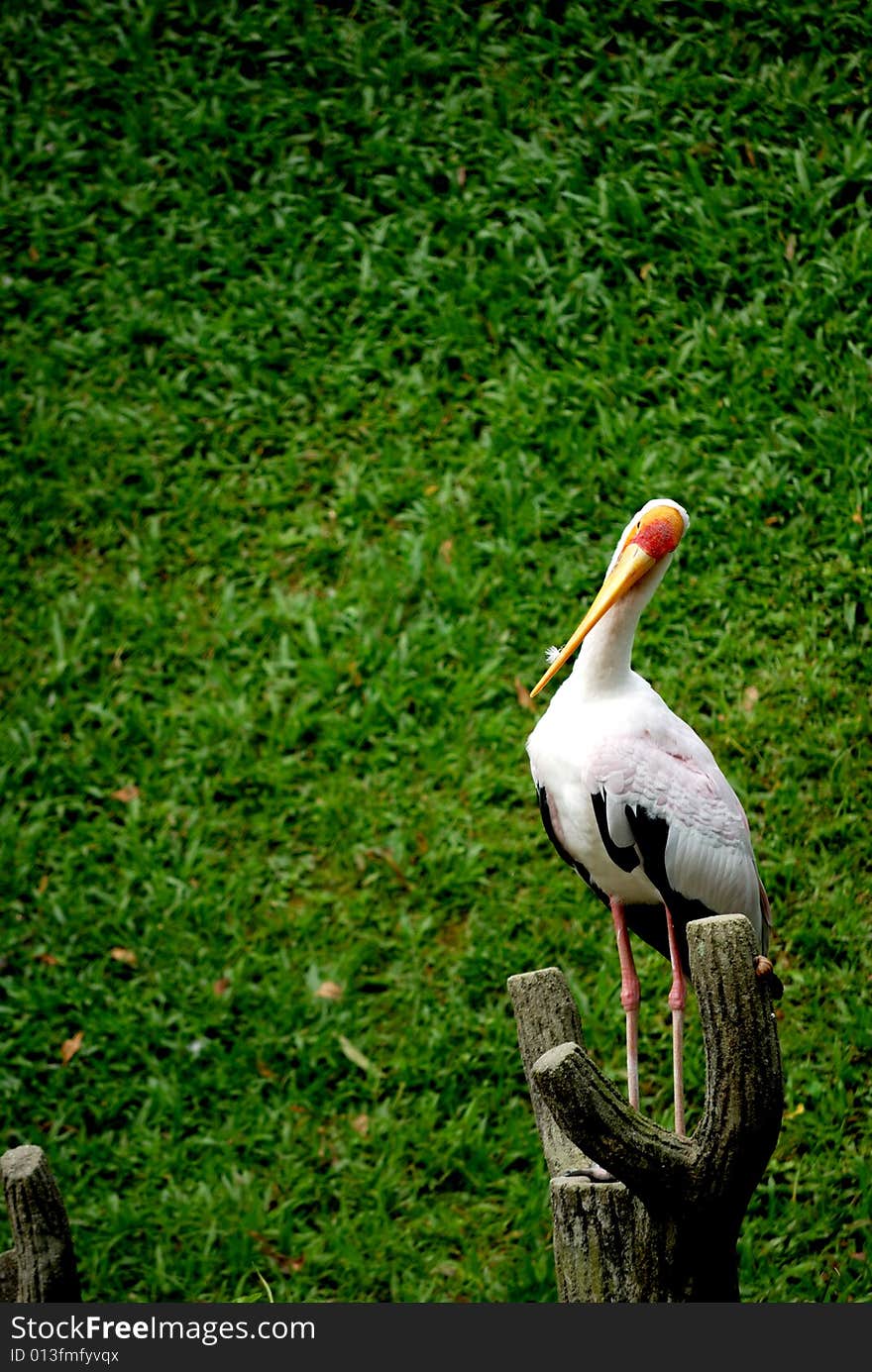 A yellow billed stork standing on a platform. This image was taken at KL bird park.