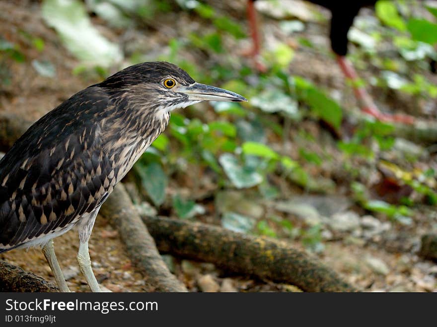 Striated heron