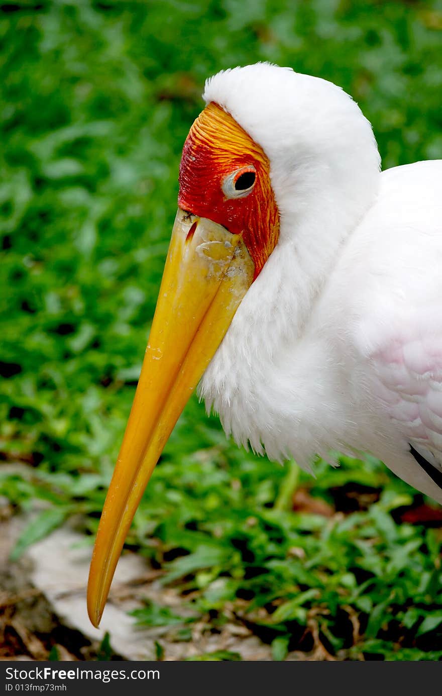 A yellow billed stork resting near the edge of a drain. This image was taken at KL bird park.