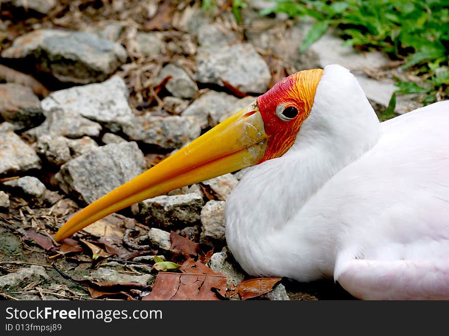 A yellow billed stork resting near the edge of a pathway. This image was taken at KL bird park. A yellow billed stork resting near the edge of a pathway. This image was taken at KL bird park.