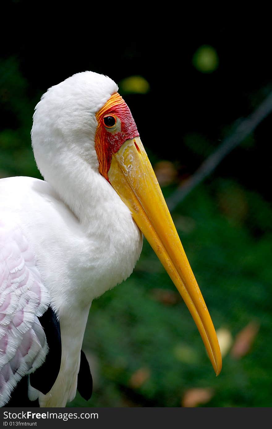 Yellow billed stork profile