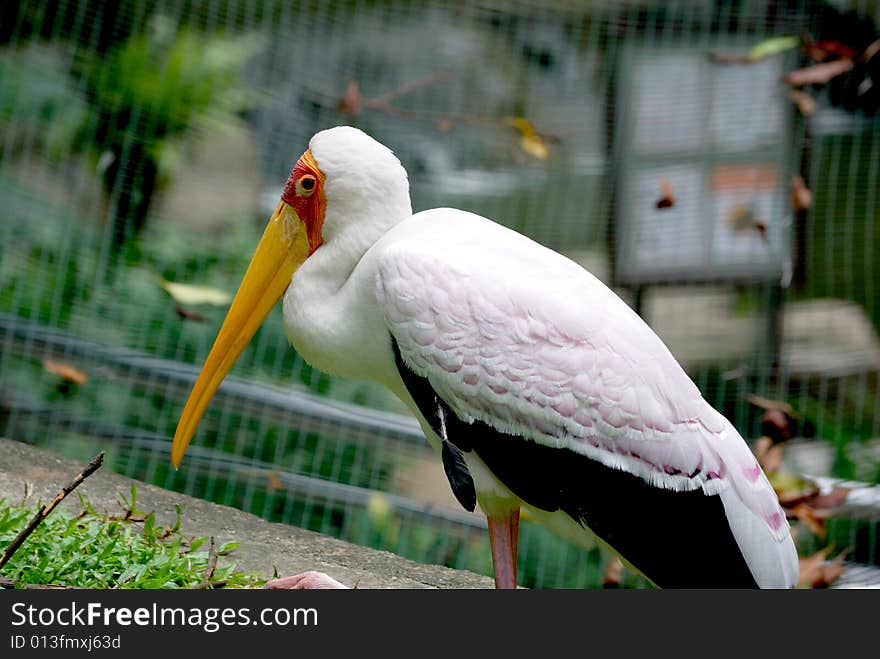 A view of the yellow billed stork from behind while it's resting. This image was taken at KL bird park. A view of the yellow billed stork from behind while it's resting. This image was taken at KL bird park.