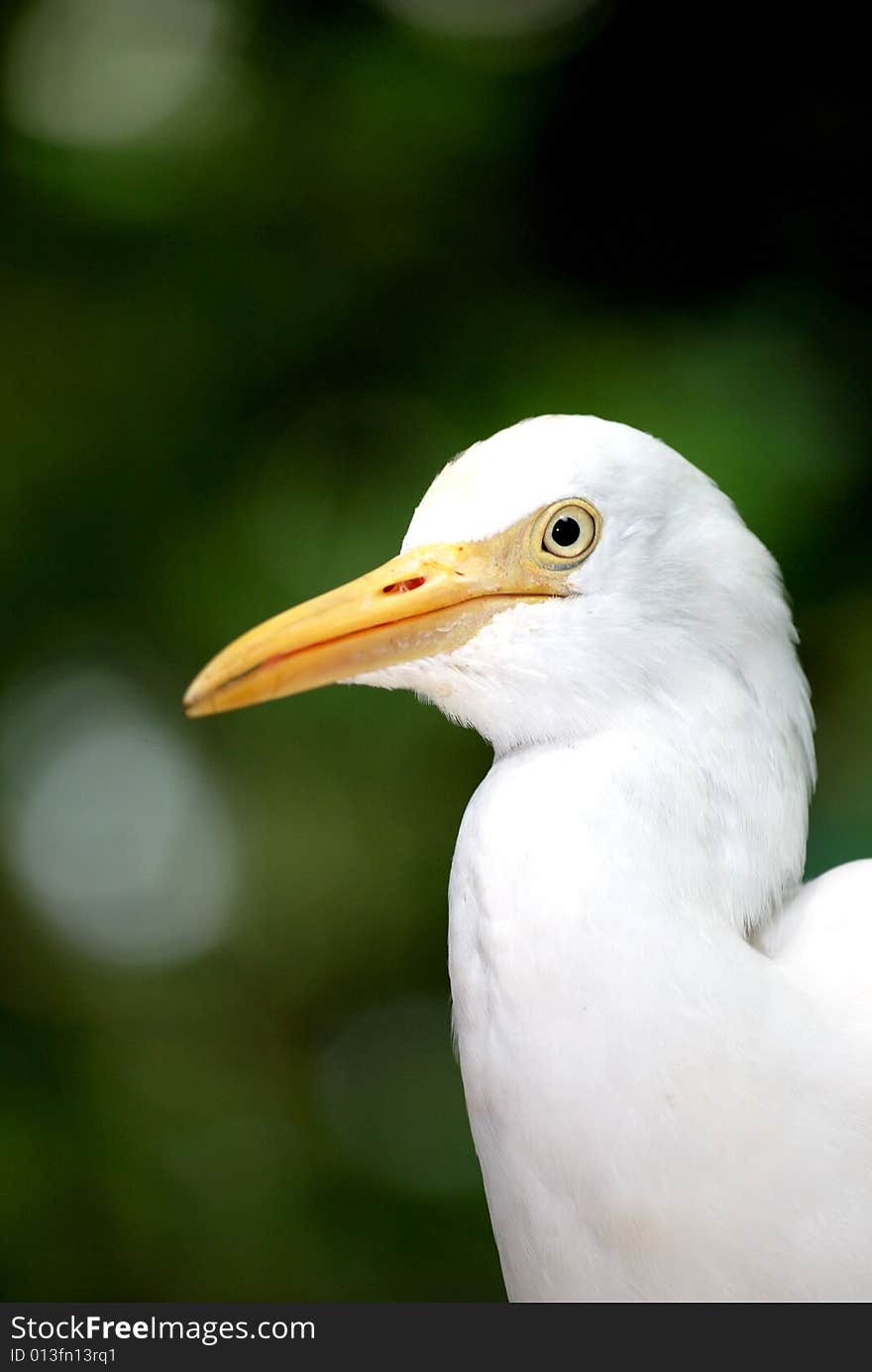 Cattle Egret Posing