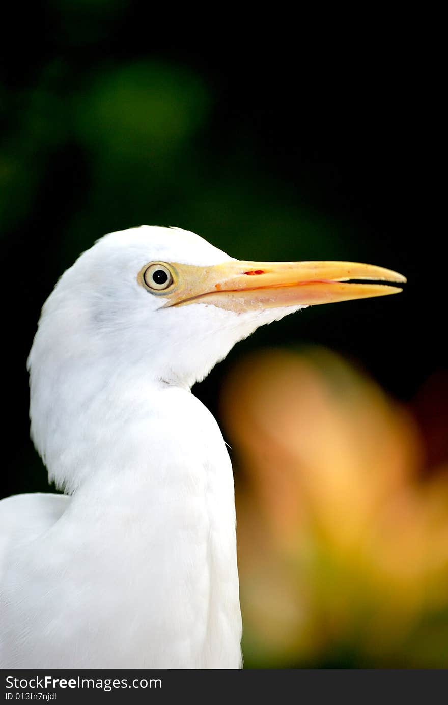 Cattle egret posing right