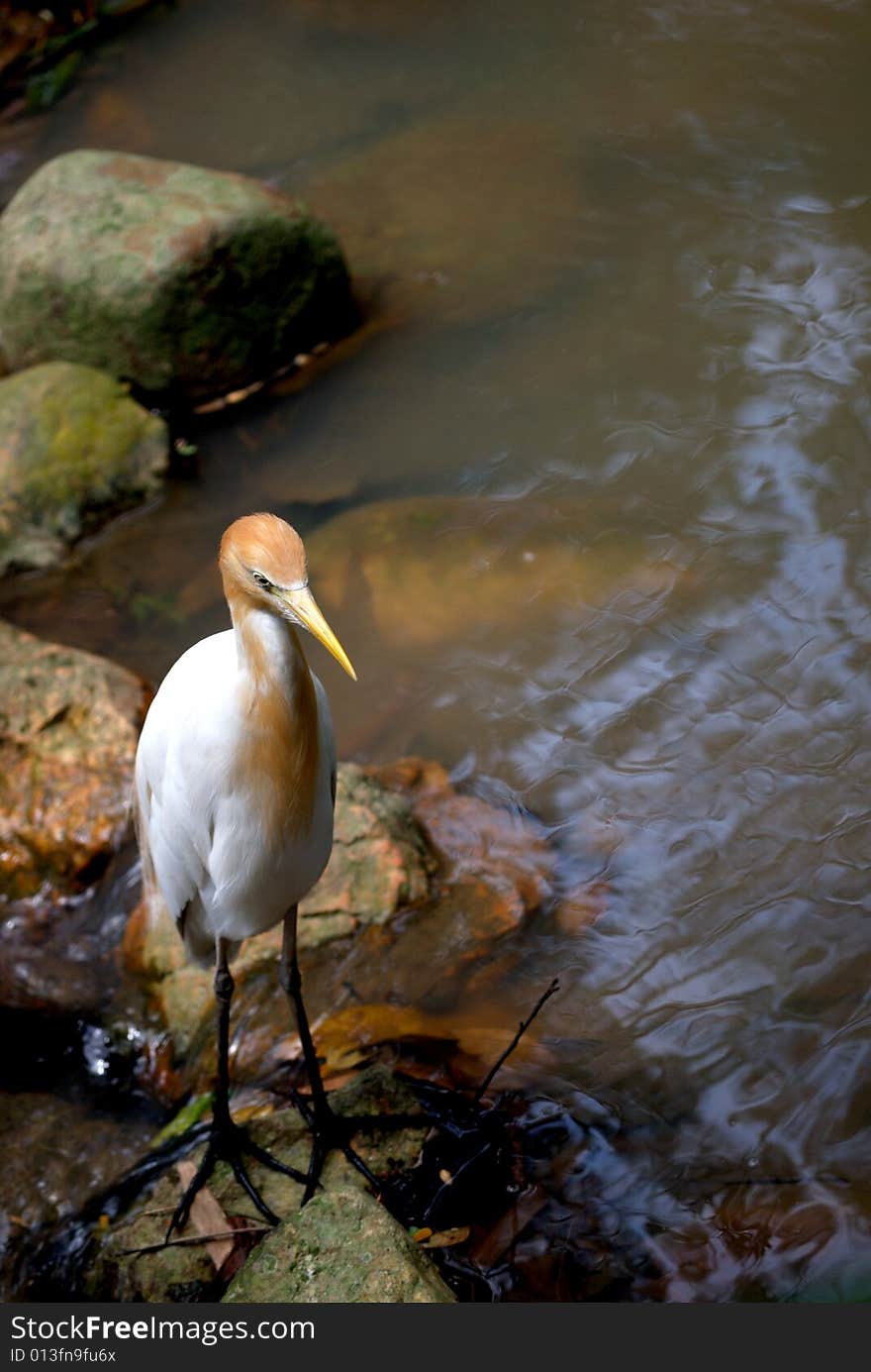 A cattle egret looking for food at the river.  This image was taken at KL bird park. A cattle egret looking for food at the river.  This image was taken at KL bird park.