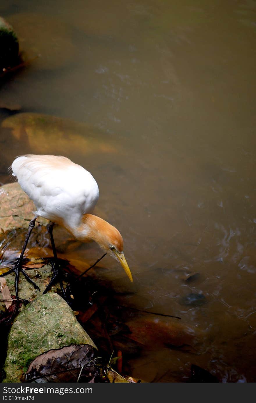 Cattle egret looking for food