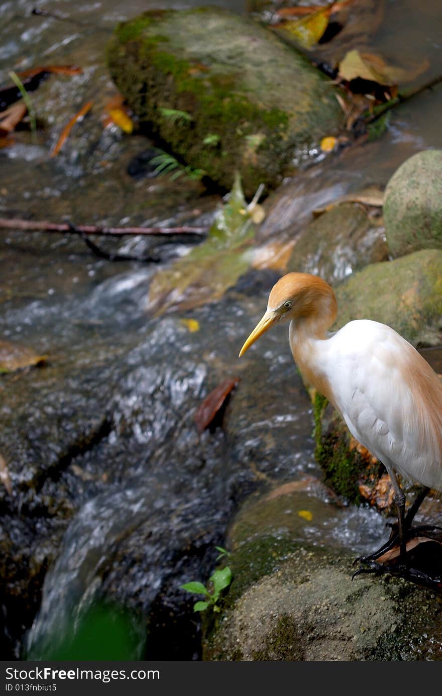 Cattle Egret Looking At Water