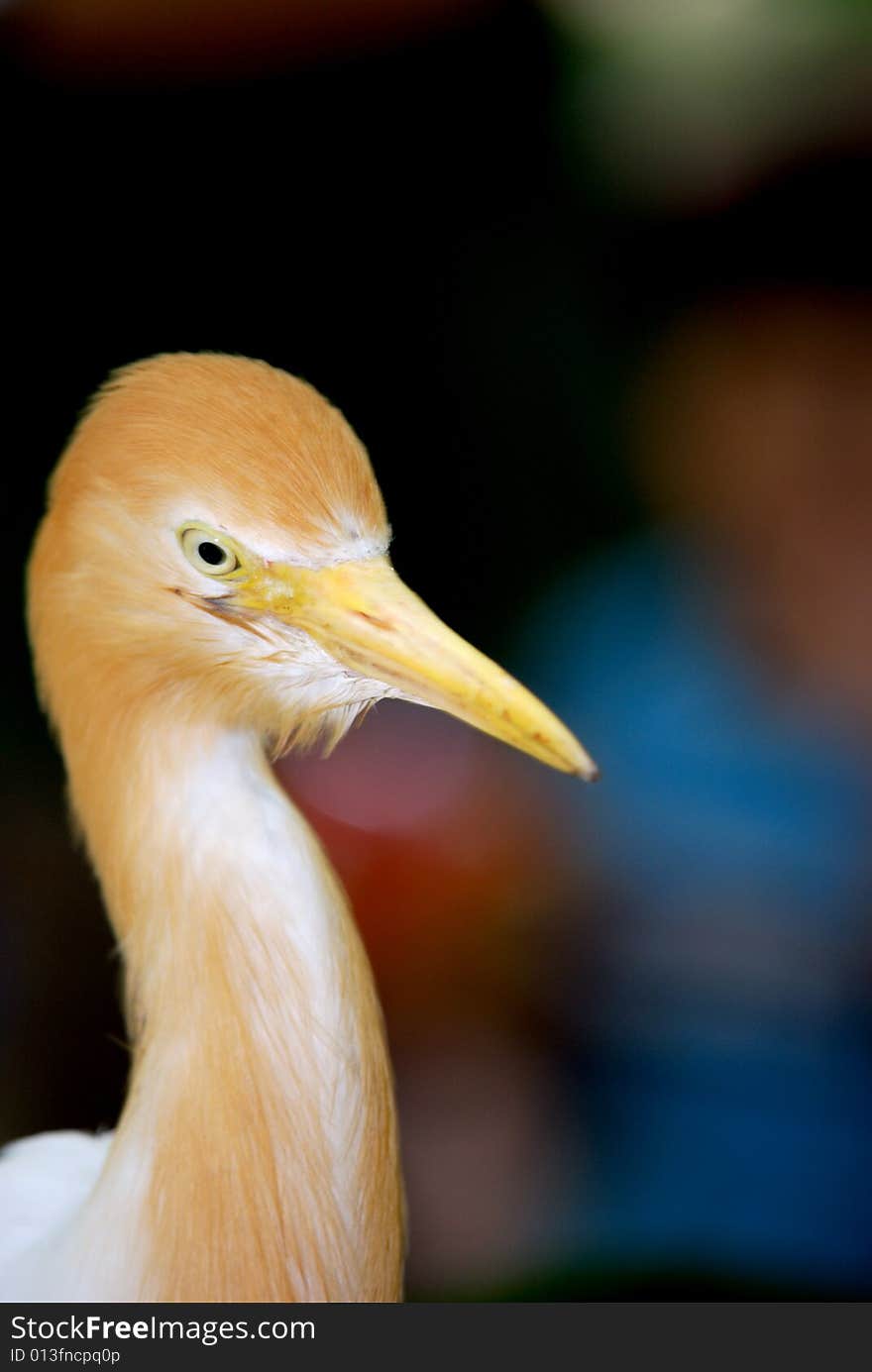 Cattle egret gold feather posing