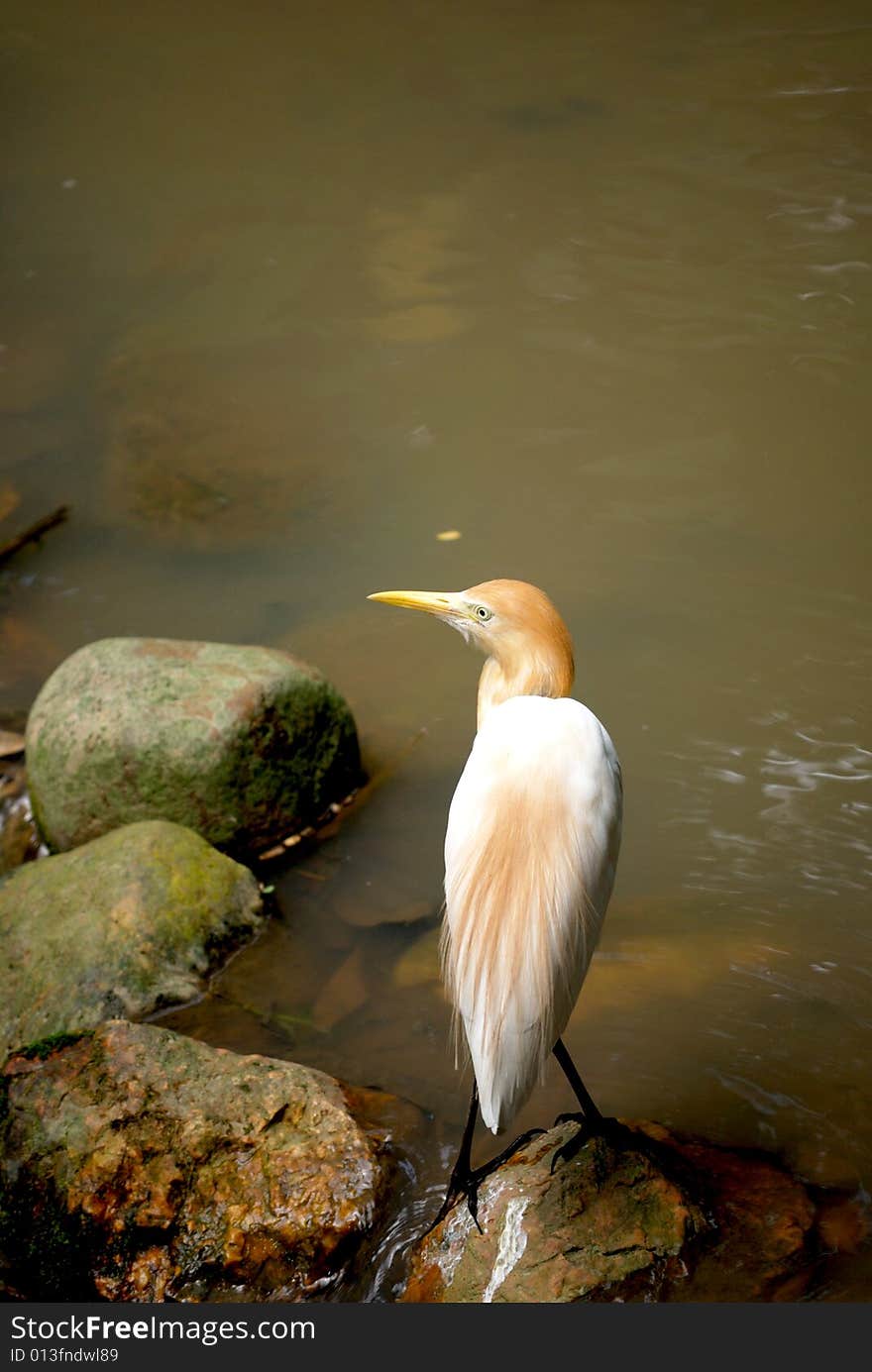 Cattle egret looking left