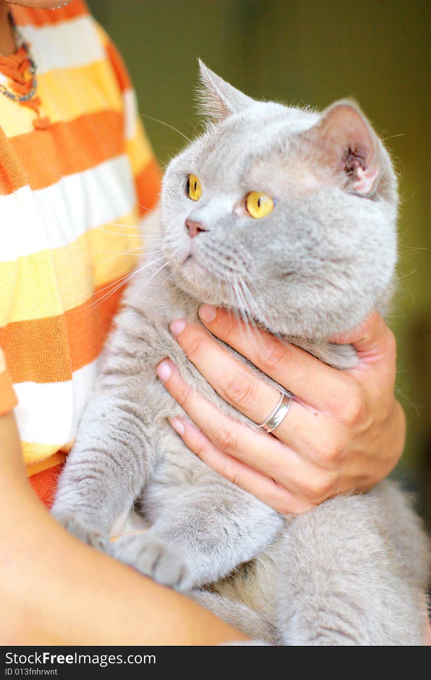 cute cat in the hand