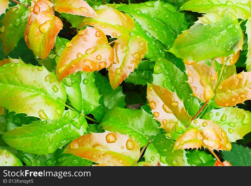 Leaves covered  waterdrops after rain. Leaves covered  waterdrops after rain