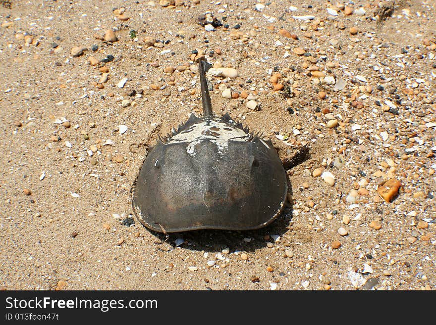 Dead sea creature found on a beach near Sandy Hook New Jersey.