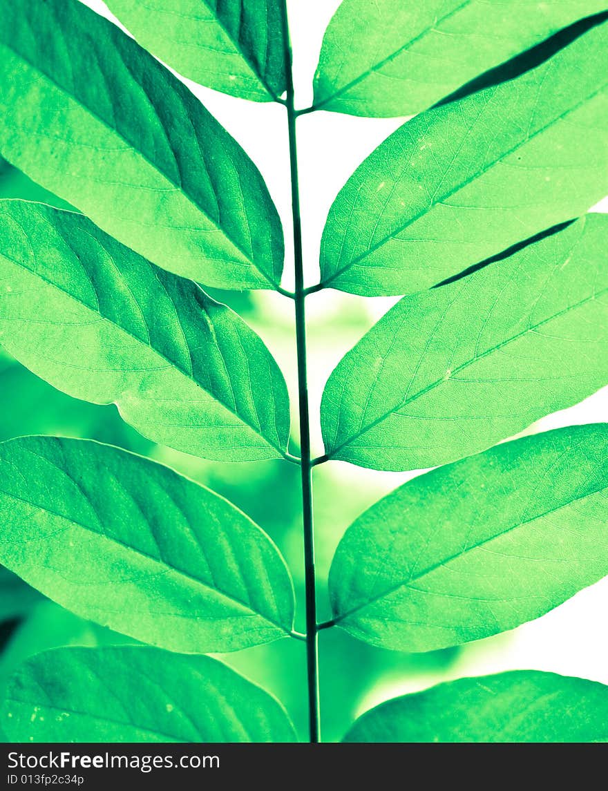 Green leaf on white background. Green leaf on white background