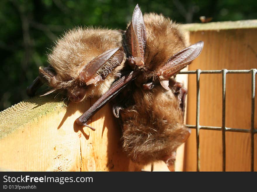 Bats from the Gotland, Sweden