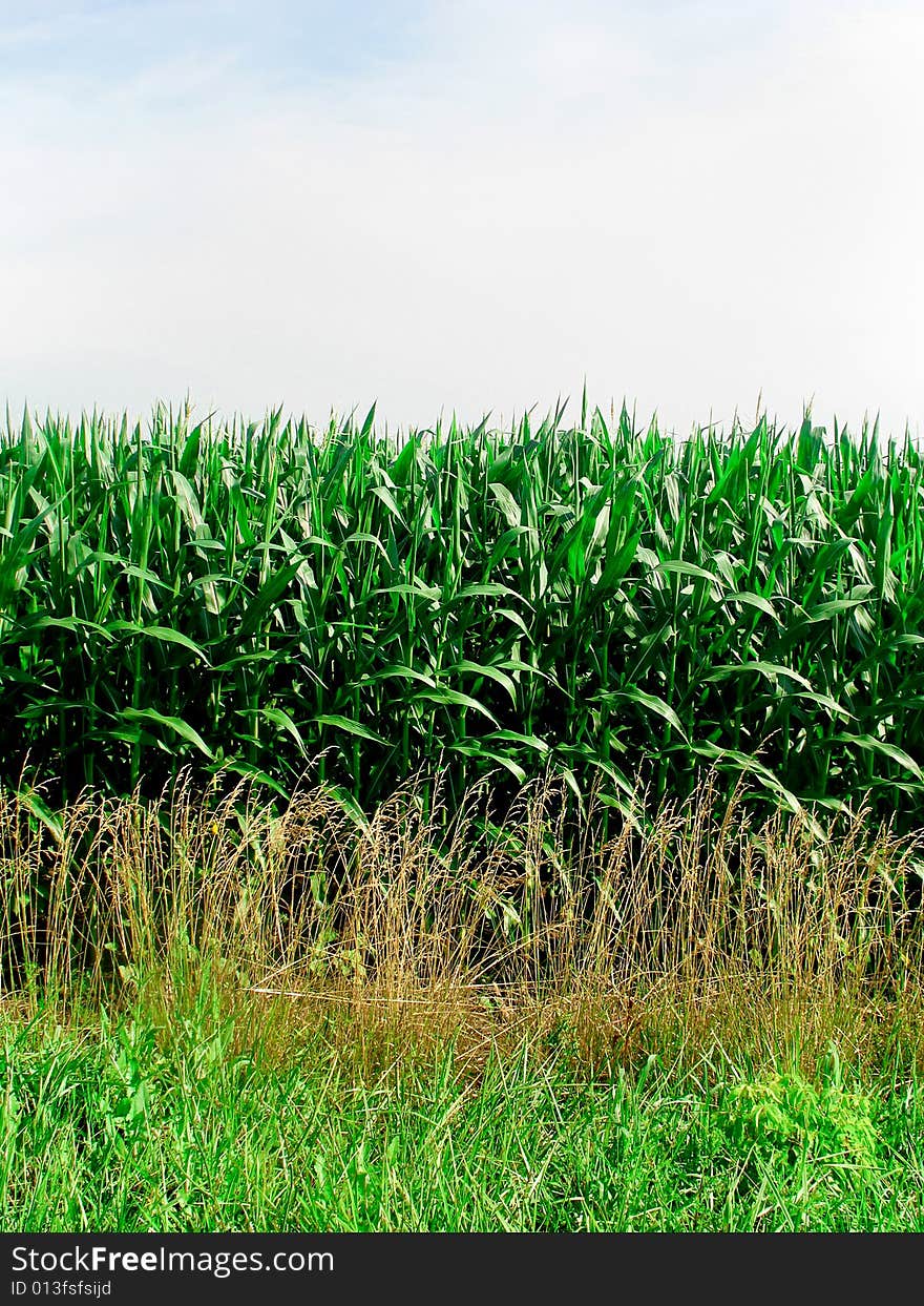 Cornfield and blue sky. Vertically framed photo. Cornfield and blue sky. Vertically framed photo