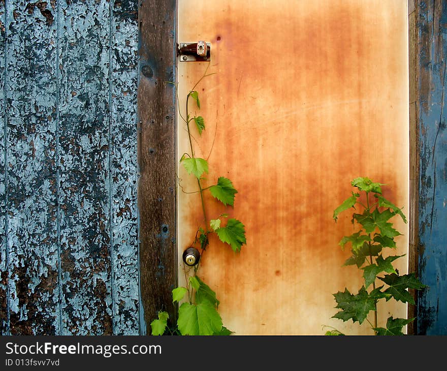 Wooden door with vines growing upward. Horizontally framed photo.