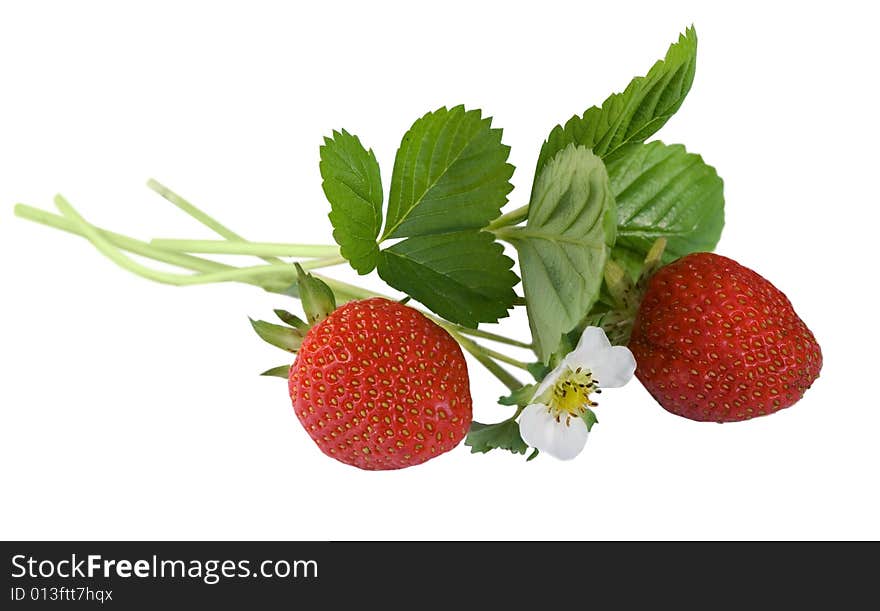 Strawberry with leafs and flower isolated on white