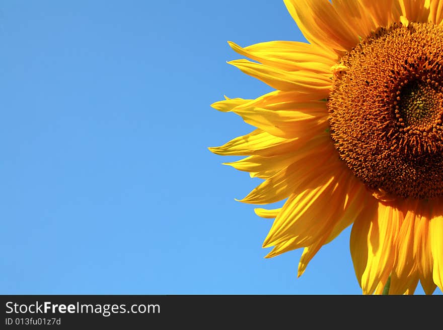 An image of yellow flower on background of blue sky