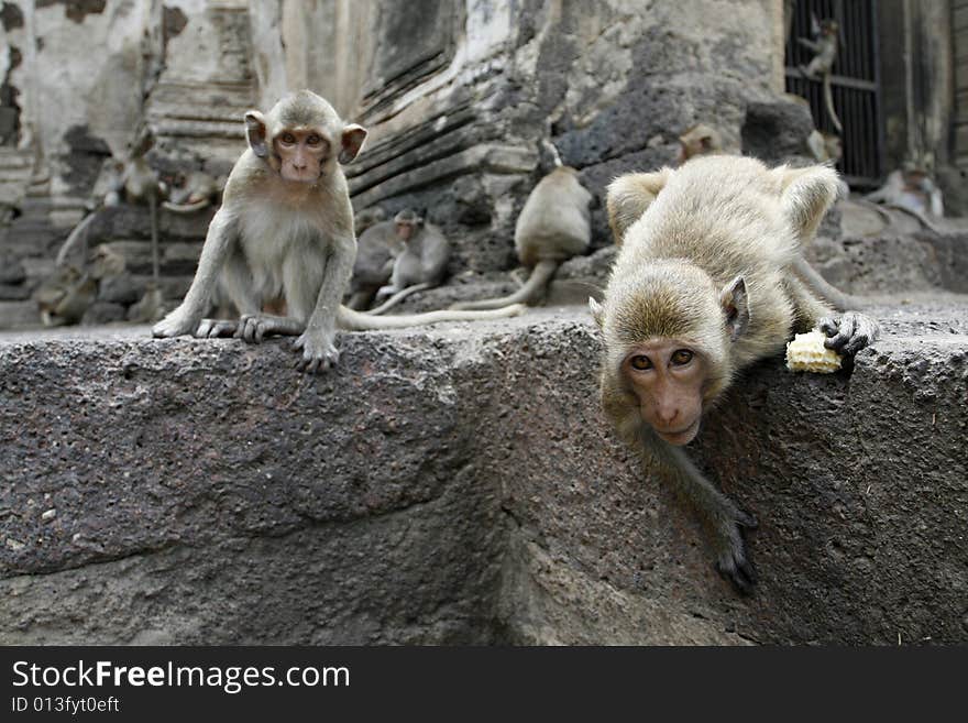 Curious monkeys  in a park at Asia. Curious monkeys  in a park at Asia