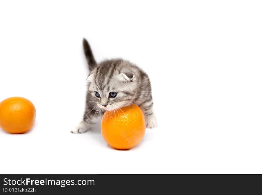 Kitten plays with oranges