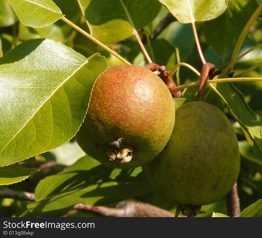 Green apples on a branch of apple-tree. Green apples on a branch of apple-tree.