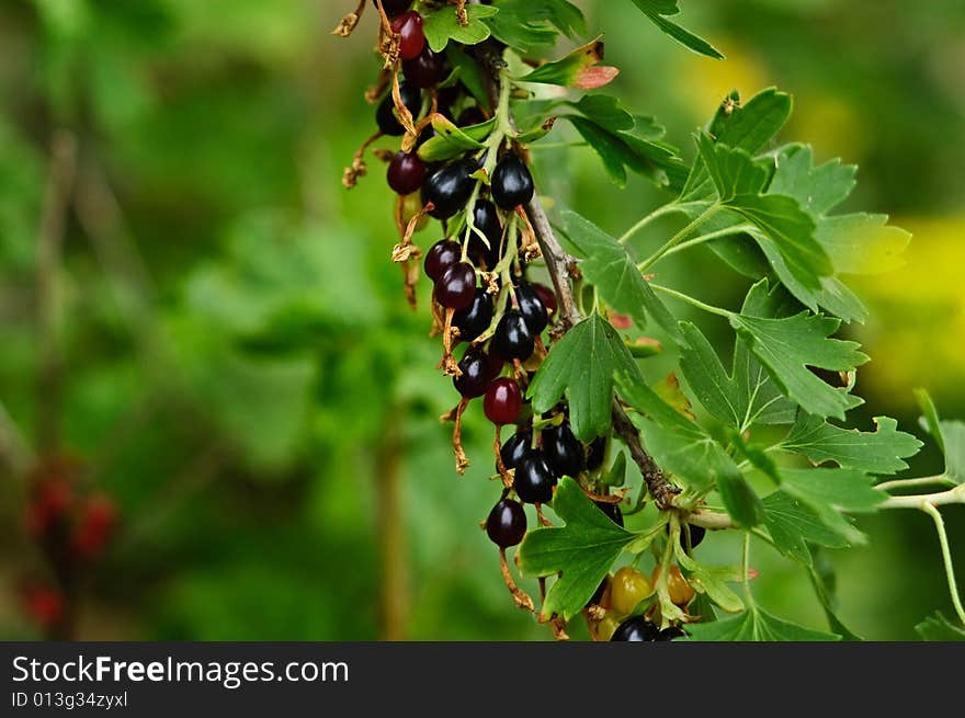 Bunch of black currant and green leaves